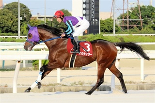 地方馬による大会初制覇を目指すイグナイター＝デイリースポーツ社提供