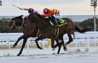 アタマ差で制したハギノアレグリアス（右）と2着のケイアイパープル＝中日新聞提供